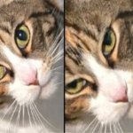 Happy and despondent cat