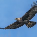 Aquila Reale