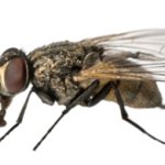 fly