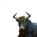 Yak template