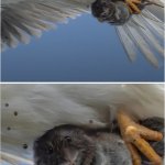 Bird of Prey with terrified rodent - 2 frames