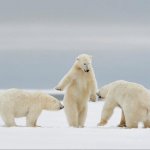 Polar Bears