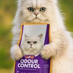 Coldplay - Lavish Cat Litter kiss cam