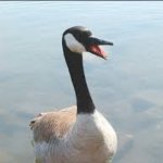 Laughs in canadian | SINCE I'M NOT ALLOWED TO BE PUBLICLY RACIST, I CHANGED THE FOCUS OF MY RACISM.  I TELL ALL CANADIAN GEESE TO "GO BACK TO CANADA" | image tagged in laughs in canadian | made w/ Imgflip meme maker