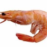 shrimp