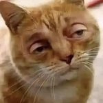 baked cat