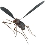 Fallout 4 Bloodbug