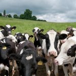 Cow Herd