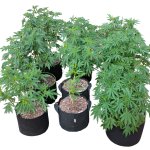 Weed garden