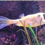Donald fish