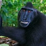 i farted monkey