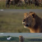 Lion saves brother from hyenas