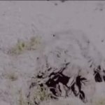 Hiding GIF Template