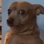 Akward Dog GIF Template