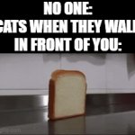 "Brrrrr" *Plop* | NO ONE:
CATS WHEN THEY WALK IN FRONT OF YOU: | image tagged in gifs,memes,funny,cats | made w/ Imgflip video-to-gif maker