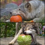 Wolves eating fruit