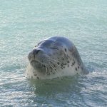 Relaxed Seal