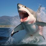 Great White Shark - jumping