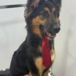 Distinguished Young Businessdog