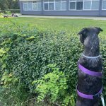 Dog stare over fence