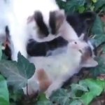 Cat ded GIF Template