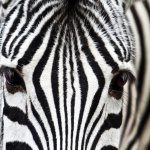 Zebra Face