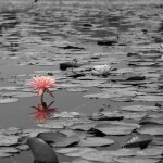Buddha's Loutus