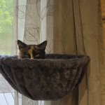 Cat ain't putting up with it