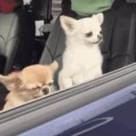 Wake up dog GIF Template