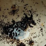 harry potter tea leaves