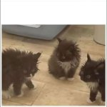 stressed kittens