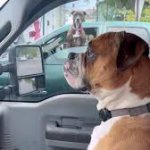 Dogs car window