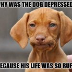 Daily Bad Dad Joke July 22, 2025 | WHY WAS THE DOG DEPRESSED? BECAUSE HIS LIFE WAS SO RUFF. | image tagged in dissapointed puppy | made w/ Imgflip meme maker