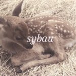 Deer sybau meme