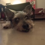 Buffy
