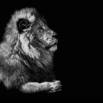 Sigma Lion
