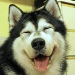 Alaskan Malamute laughing