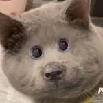 MiAuU