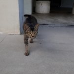 Cat Stare