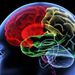Cerebro en expansión
