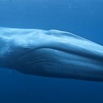 Blue Whale