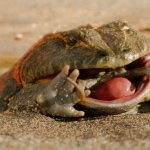 Fat frog
