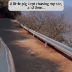 Piglet Rescue | image tagged in gifs,piglet rescue | made w/ Imgflip video-to-gif maker