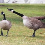 Two Geese template