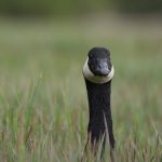 Goose in field