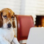 Smart Dog
