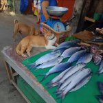 Cat Fish Guard