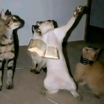gatos