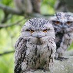 Two Angry Owls