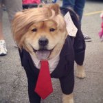 Trump Dog